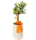 Erkeğe Çiçek