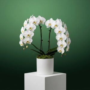Beyaz Seramik Saksıda Çift Dal Beyaz Phalaenopsis Orkide - Görsel 1
