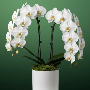 Asil Orkideler
